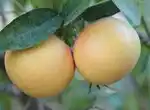 Что делать с огромным количеством грейпфрутов?