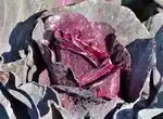 Краснокочанная капуста