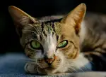 Как заставить кошку проглотить суспензию?