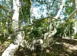 Корнеевка. ‏״Танцующие‏״ берёзы