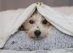 Утяжеленное одеяло от бессонницы