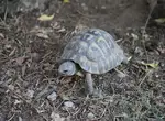 Дочь просит сухопутную черепашку