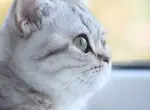 Чем улучшать кошачью шерсть?