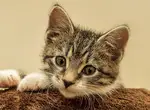 Что дать кошке от расстройства желудка?