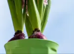 Как лучше сохранить луковицы цветов до посадки?