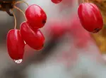 Как протирать ягоды и фрукты с мелкими косточками