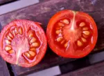 Как заготовить семена из самого помидора?