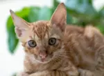 Опасна ли слюна котенка после прививки от бешенства?