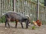 Выращивание птицы и скотины на экологически чистых кормах