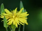 Скорцонер (черный корень, козелец испанский)