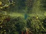 Морские водоросли для производства продуктов питания, кормов и топлива