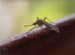 Новое удобное устройство для отпугивания комаров прошло испытания