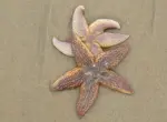 Морские звезды защищают водоросли от ежей