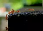 Угроза красного огненного муравья: новый захватчик Европы
