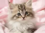 Расшифровка кошачьей коммуникации: как бактерии помогают кошкам общаться