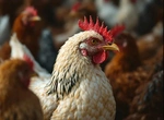 Домашний корм для кур: руководство по созданию сбалансированного рациона