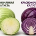 Белокочанная и краснокочанная капуста похожи, но работают по-разному 