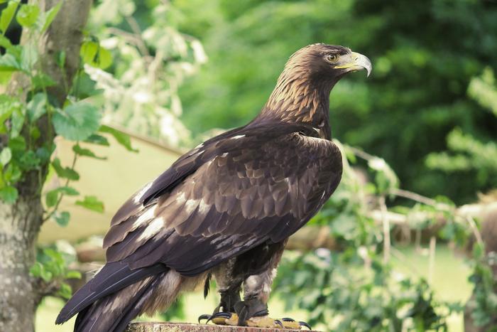 Беркут - Хлебопечка.ру