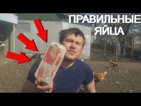 Как правильно есть яйца? Сырые, со скорлупой, вареные. Сколько можно в день? Холестерин.